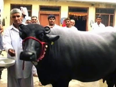 Video : Man sells buffalo for Rs 25 lakh