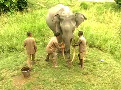 Video : A 72-year-old elephant India is indebted to
