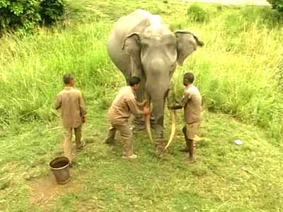 A 72-year-old elephant India is indebted to