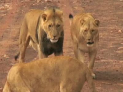 Video : Born Wild: The African lions (Aired: July 2009)