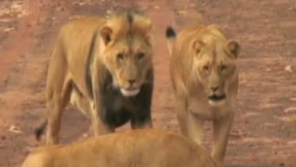 Born Wild: The African lions (Aired: July 2009)