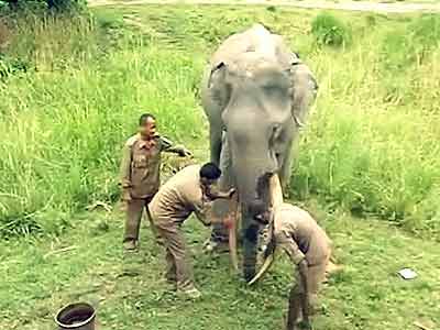Video : काजीरंगा : रिटायर हो रहा है 72 साल का हाथी जयराज
