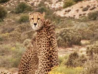 Born Wild: The Sanbona Wildlife Reserve (Aired: March 2008)