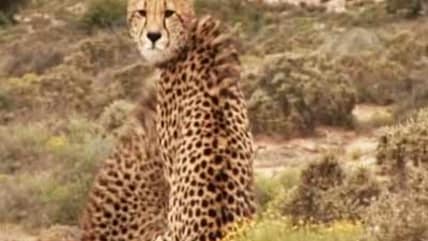 Born Wild: The Sanbona Wildlife Reserve (Aired: March 2008)