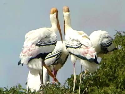 Born Wild: The village of storks (Aired: January 2005)