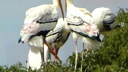 Born Wild: The village of storks (Aired: January 2005)