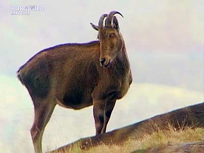 Born Wild: The land of the clouds (Aired: Jan 2005)