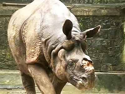 In hopes of finding a partner, Shiva the rhino leaves for Delhi zoo