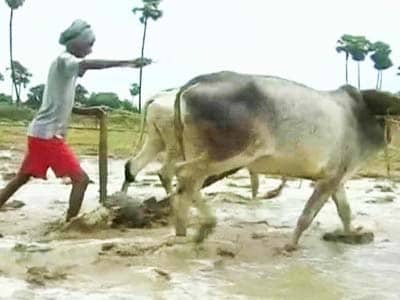Video : Bihar faces drought-like situation after rainfall deficit