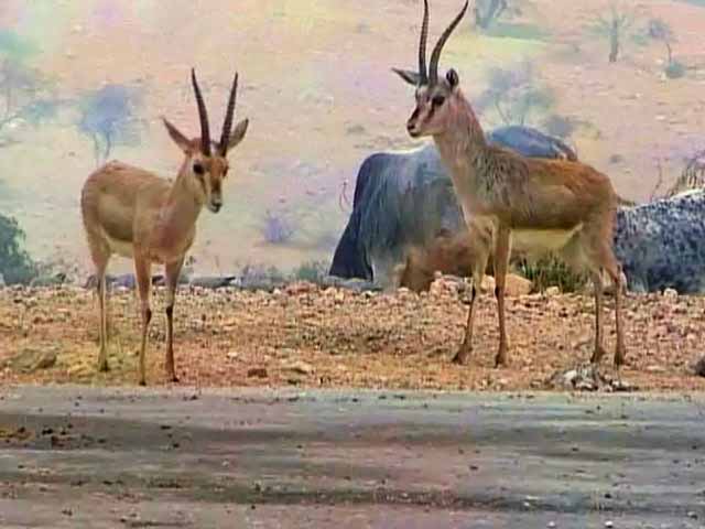 Born Wild: Co-existing with the wild life (Aired: May 2005)