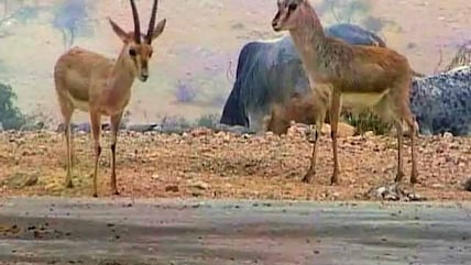 Born Wild: Co-existing with the wild life (Aired: May 2005)