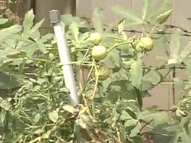 Video : Vegetable price hike: Kitchen gardens on the rise