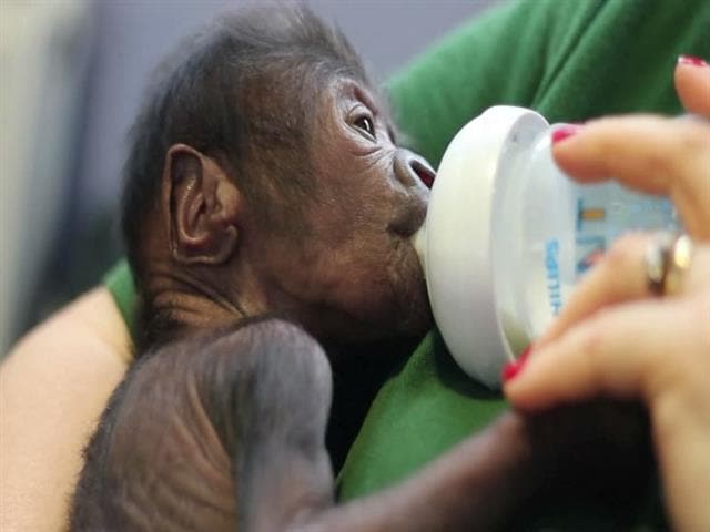 Baby Gorilla Born by Rare C-Section at UK Zoo