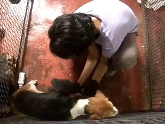 Video : 42 Bengaluru Beagles, Free For The First Time