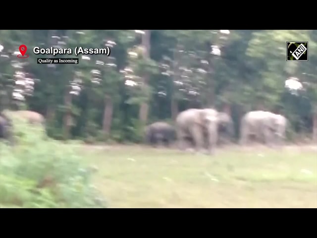 Video : Wild Elephants Damage Crop, Chase People in Residential Area in Assam