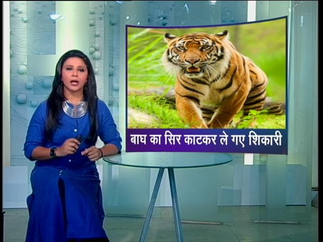 मध्य प्रदेश में कब रुकेगा बाघों का शिकार?