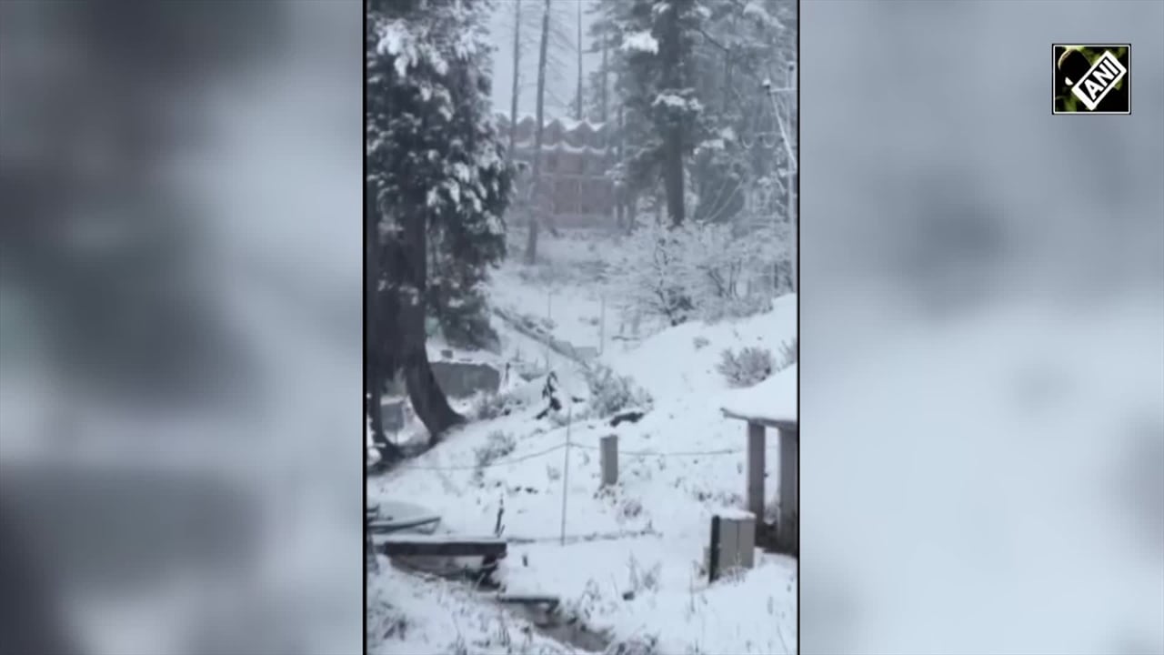 Video : Fresh Snowfall In Jammu And Kashmir Turns Gulmarg Pearly-White