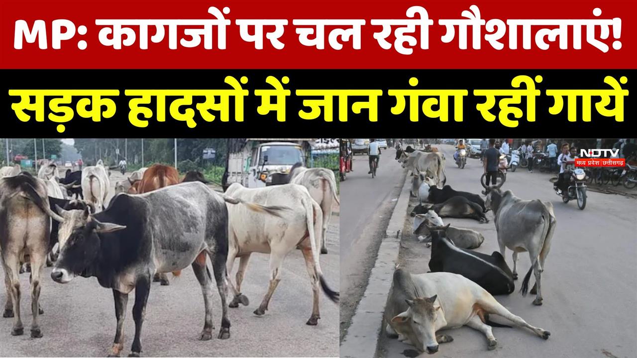 Chhatarpur News: कागजों पर चल रही गौशालाएं, सड़क हादसों में जान गंवा रहीं गायें