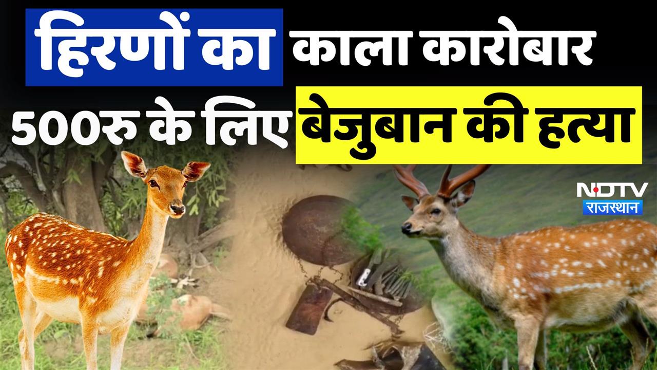हिरणों का काला कारोबार, 500रु के लिए बेजुबान की हत्या