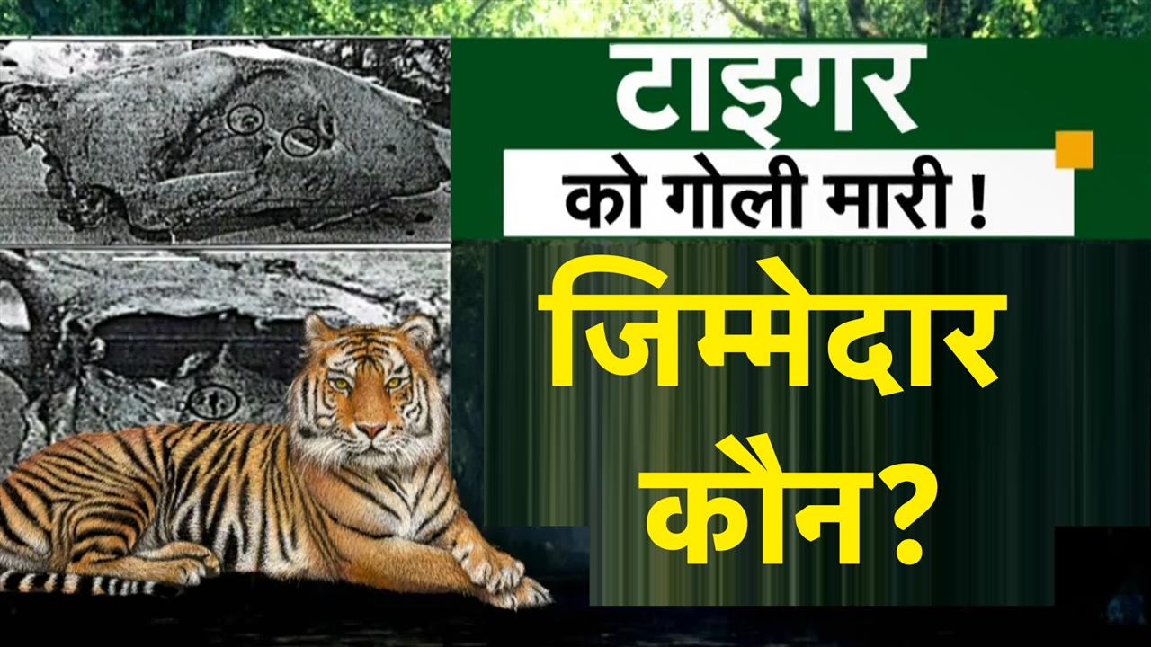 Video : Tiger in Madhya Pradesh: 'Tiger State' में बाघ को मारी गोली?, पोस्टमार्टम में चौंकाने वाला खुलासा!