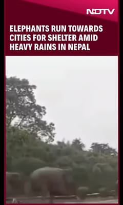 Video : Video: Elephants Run Towards Cities For Shelter Amid Heavy Rains In Nepal