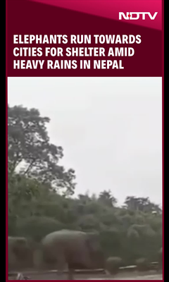 Video: Elephants Run Towards Cities For Shelter Amid Heavy Rains In Nepal