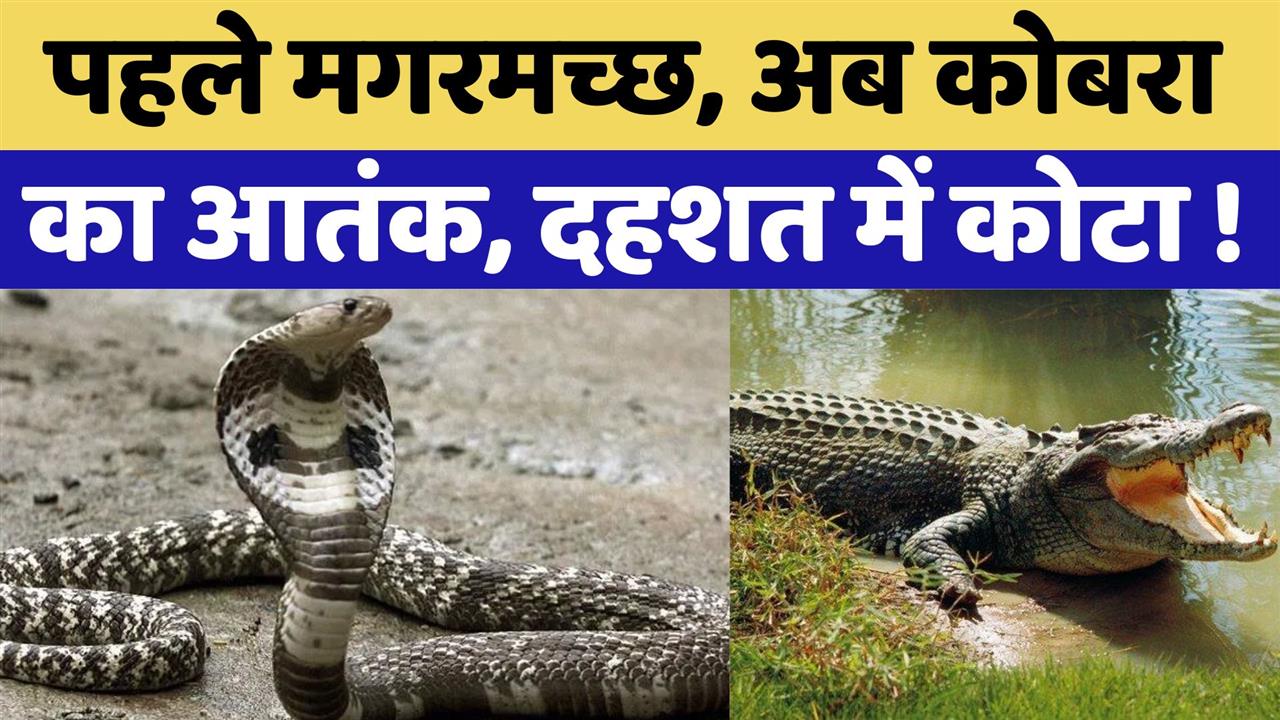 पहले मगरमच्छ, अब कोबरा का आतंक, दहशत में  कोटा!