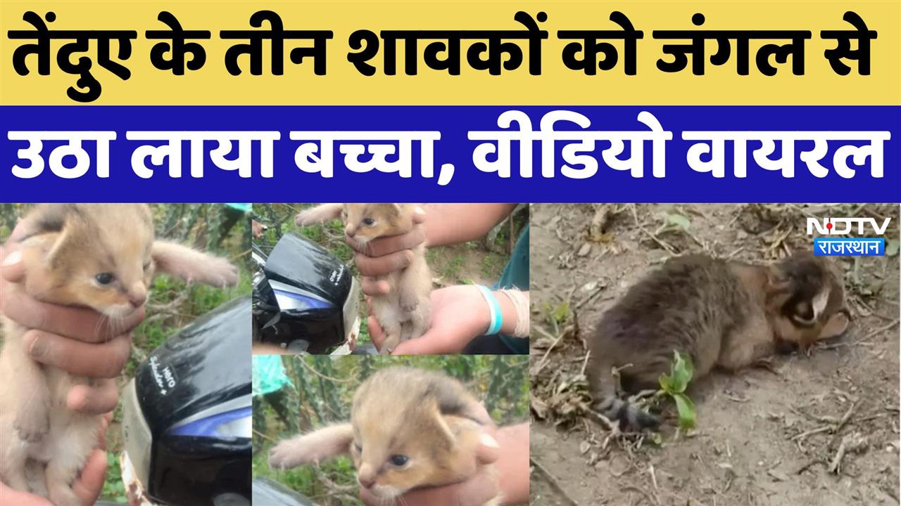 तेंदुए के तीन शावकों को जंगल से उठा लाया बच्चा, Video Viral