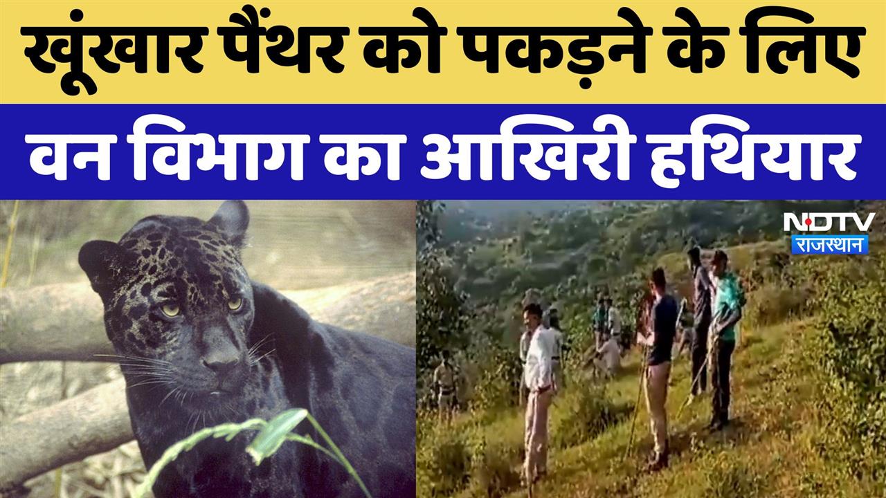 Udaipur News: खूंखार पैंथर को पकड़ने के लिए  वन विभाग का आखिरी हथियार