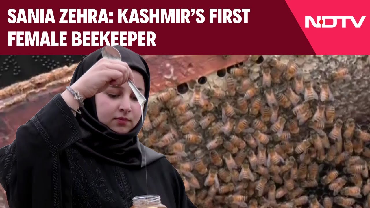 Video : Kashmir's First Female Beekeeper: Sania Zehra Breaks Stereotypes, Empowers Local Farmers