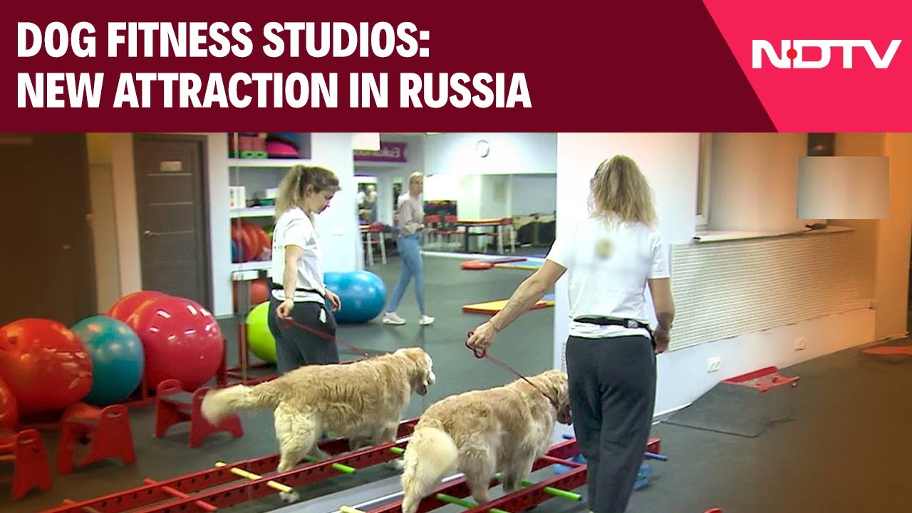 Video : Dog Fitness Studios In Russia Help Pets Stay Healthy And Strong