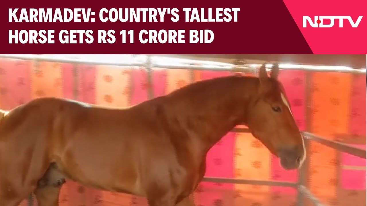 India's Tallest Horse Fetches Rs 11 Crore At Pushkar Animal Fair