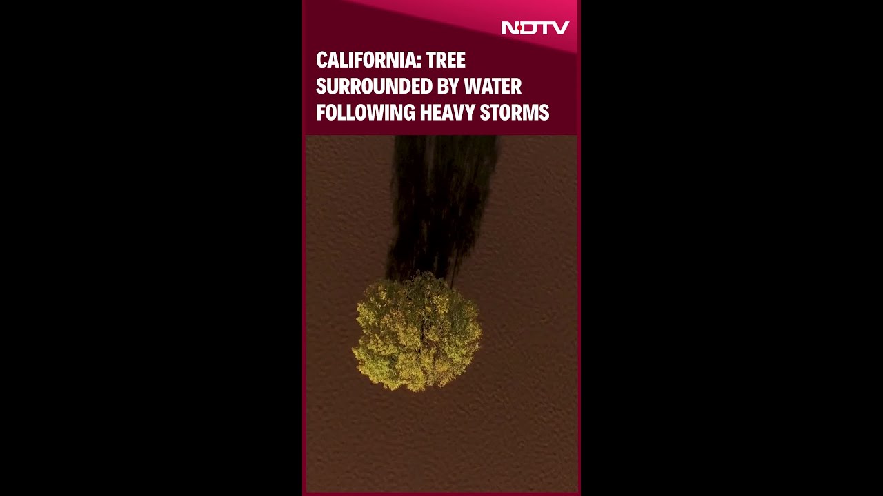 California: Tree Surrounded By Water Following Heavy Storms