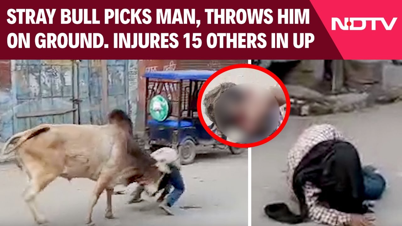 Stray Bull Injures 15 In Uttar Pradesh, Gets Caught After 3 Hour Chase