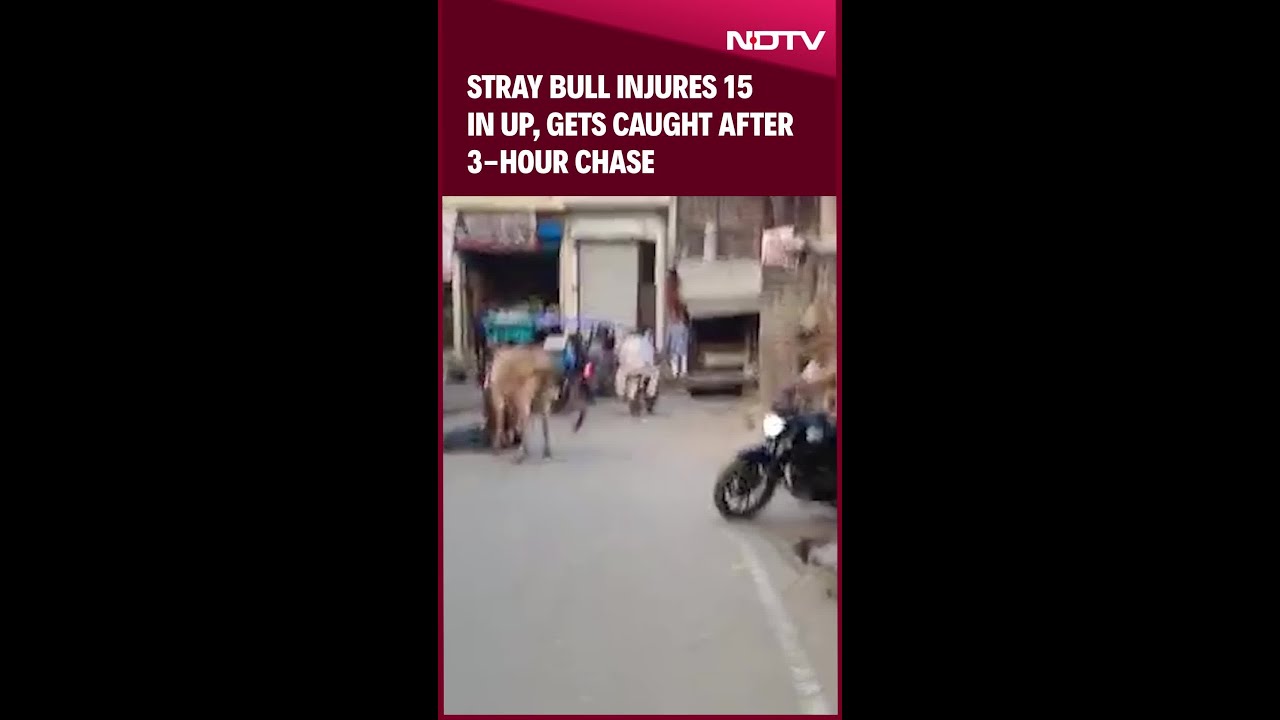 Stray Bull Injures 15 In UP, Gets Caught After 3 Hour Chase
