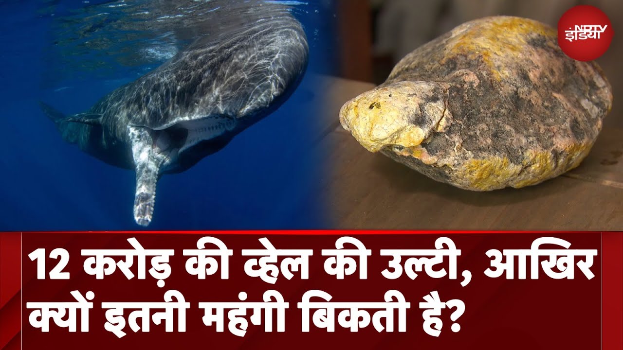 व्हेल की उल्टी क्यों है इतनी महंगी?