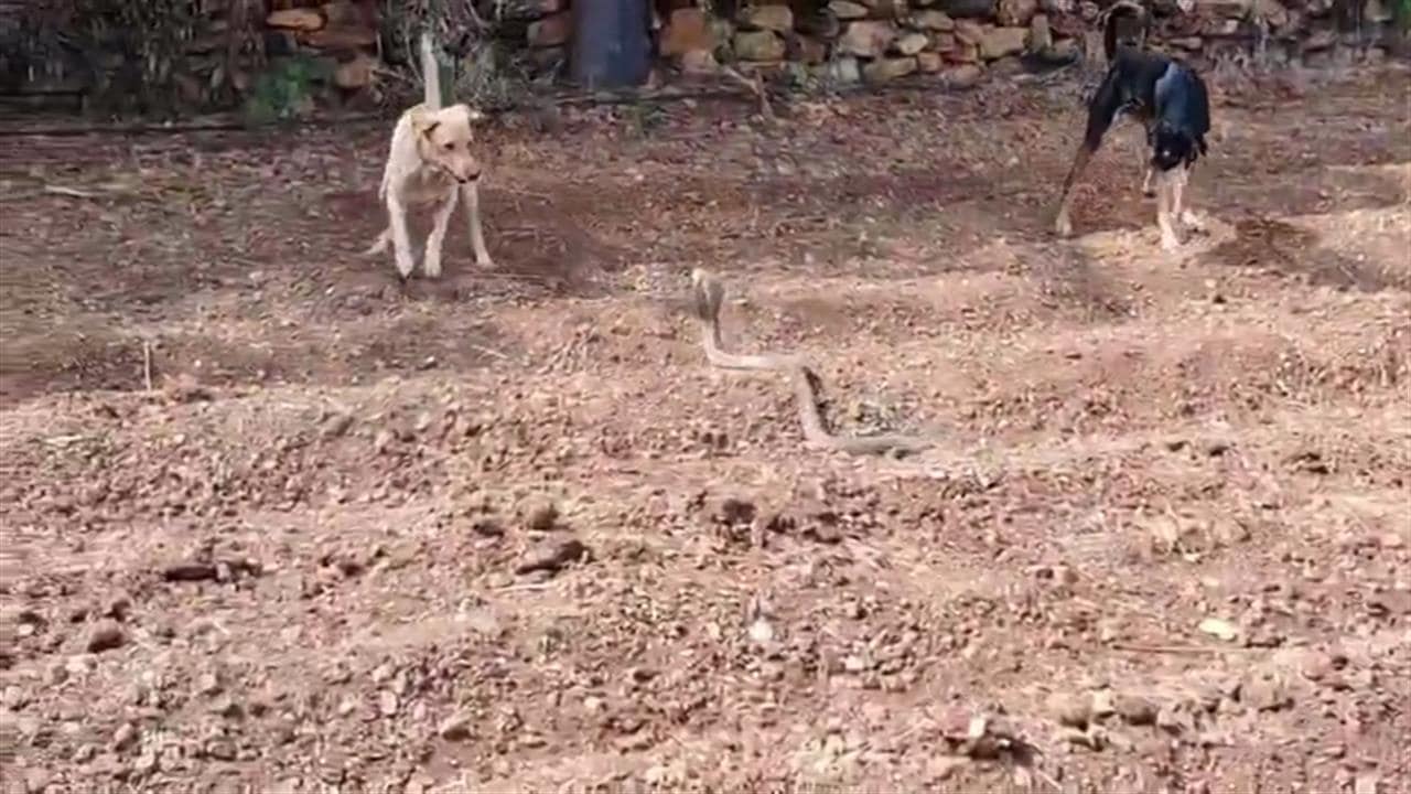 In Karnataka, A Face-Off Between King Cobra And Dog
