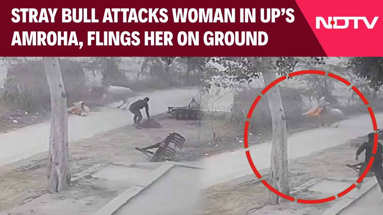 Stray Bull Attacks Woman In UP's Amroha, Flings Her On Ground