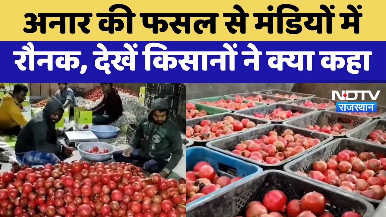 Balotra News : अनार की फसल से मंडियों में रौनक, देखें किसानों ने क्या कहा