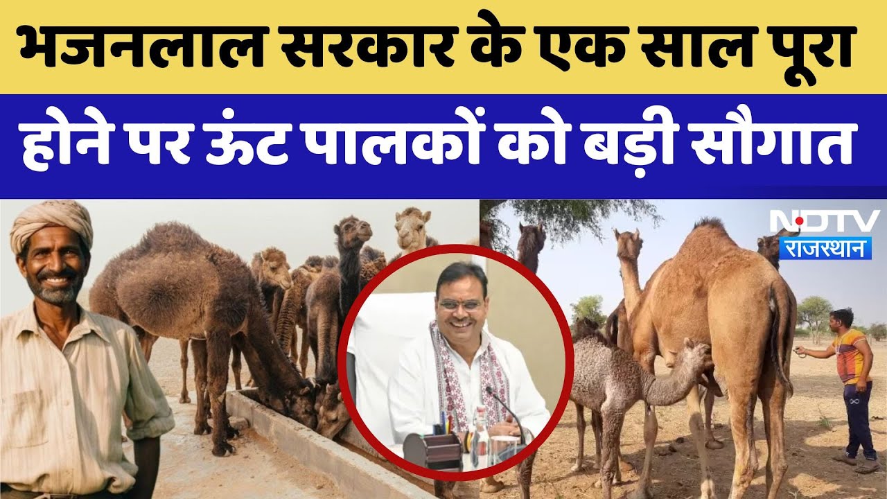 Bhajanlal Government के एक साल पूरा होने पर ऊंट पालकों को बड़ी सौगात | Latest News | Rajasthan