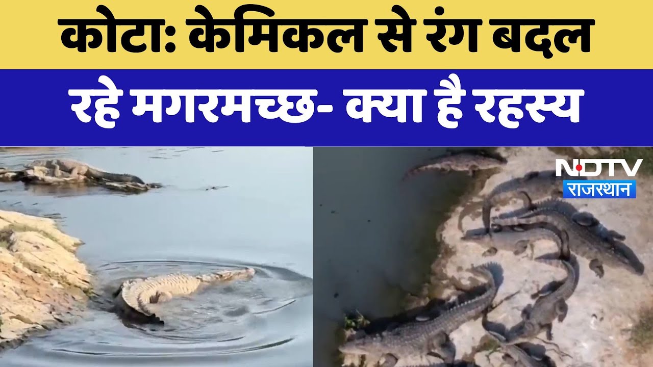 Kota News : Chemical से रंग बदल रहे Crocodile - क्या है रहस्य | Latest | Rajasthan Kota News : Chemical से रंग बदल रहे Crocodile - क्या है रहस्य | Latest | Rajasthan