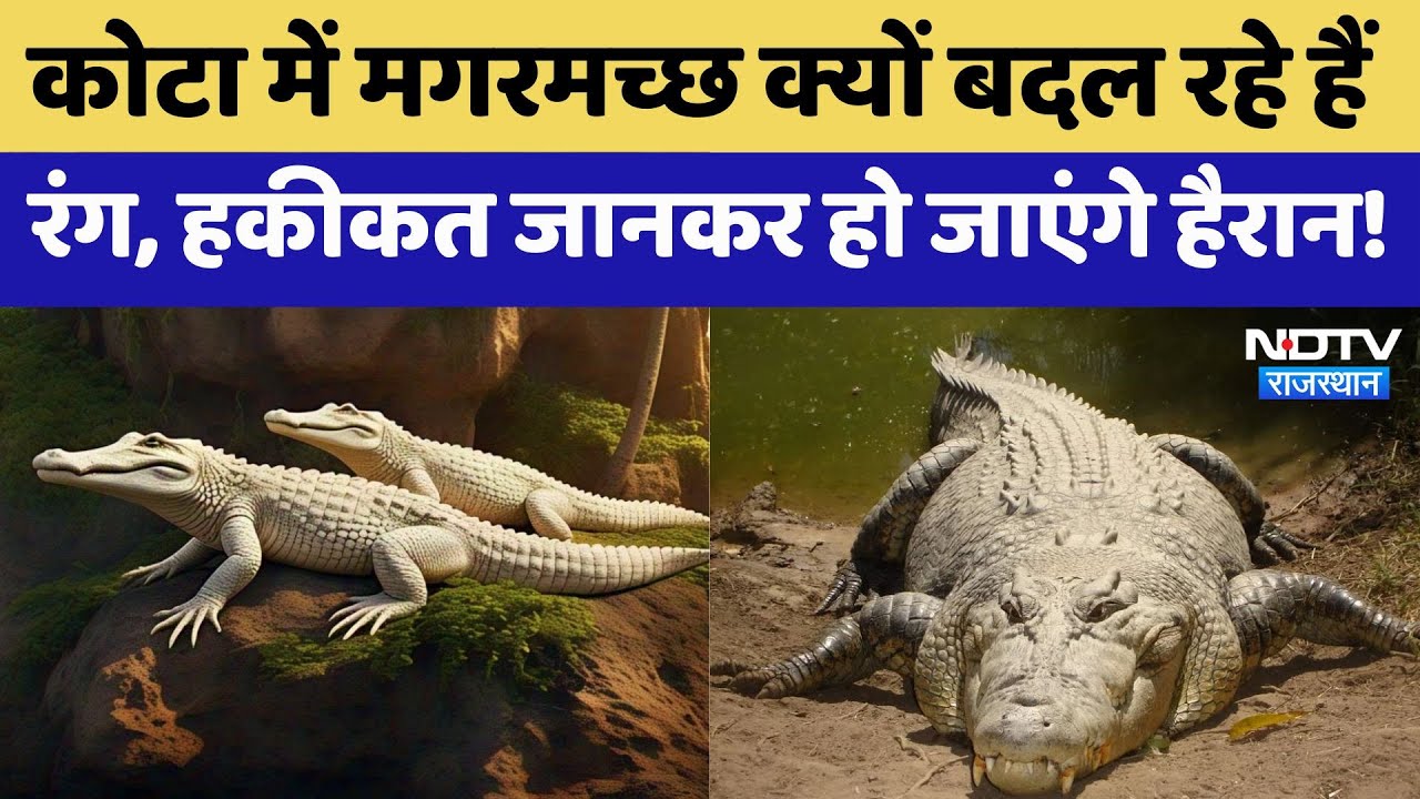 Kota में Crocodiles क्यों बदल रहे हैं रंग? हकीकत जानकर हो जाएंगे हैरान! Kota में Crocodiles क्यों बदल रहे हैं रंग? हकीकत जानकर हो जाएंगे हैरान!