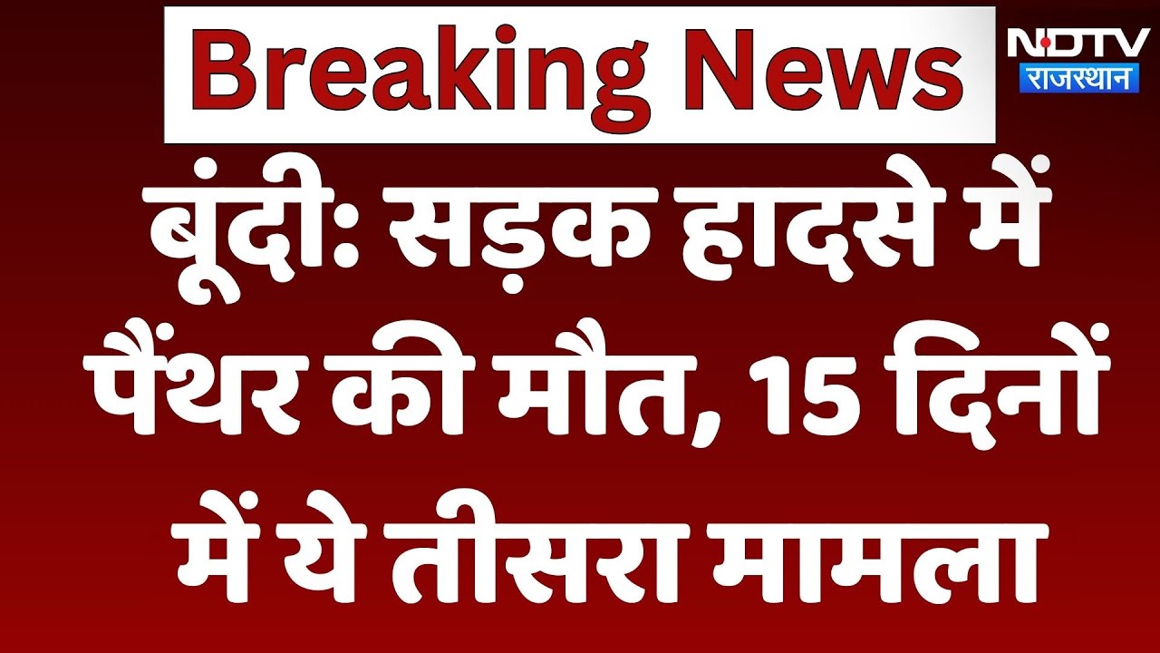 Bundi Panther Death: सड़क हादसे में पैंथर की मौत, 15 दिनों में ये तीसरा मामला