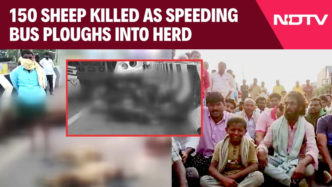 Over 150 Sheep Killed As Overspeeding Bus Ploughs Into A Herd In Andhra Pradesh