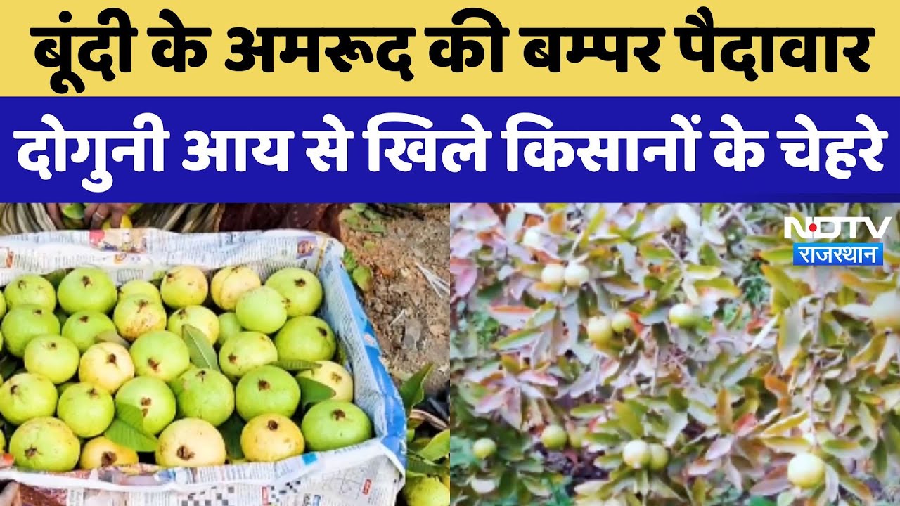 Bundi के अमरूद की बम्पर पैदावार, देशभर से आ रही डिमांड