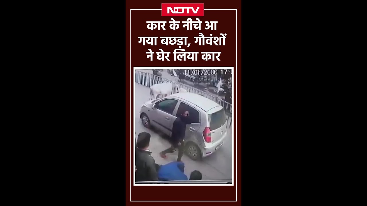 Car के नीचे आ गया बछड़ा, फिर गौवंशों ने जो किया वो छू लेगा आपका दिल, देखें Viral Video |Chhattisgarh