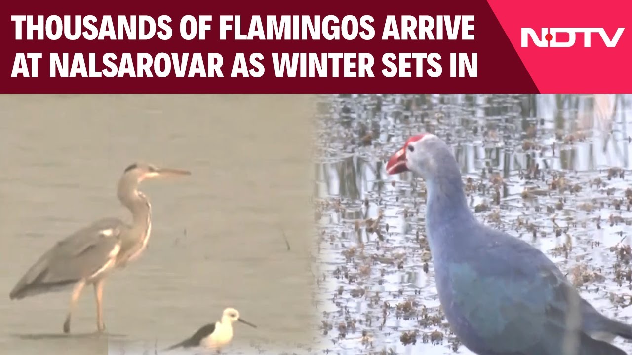 Thousands Of Flamingos Arrive At Nalsarovar As Winter Sets In, Attracting Tourists