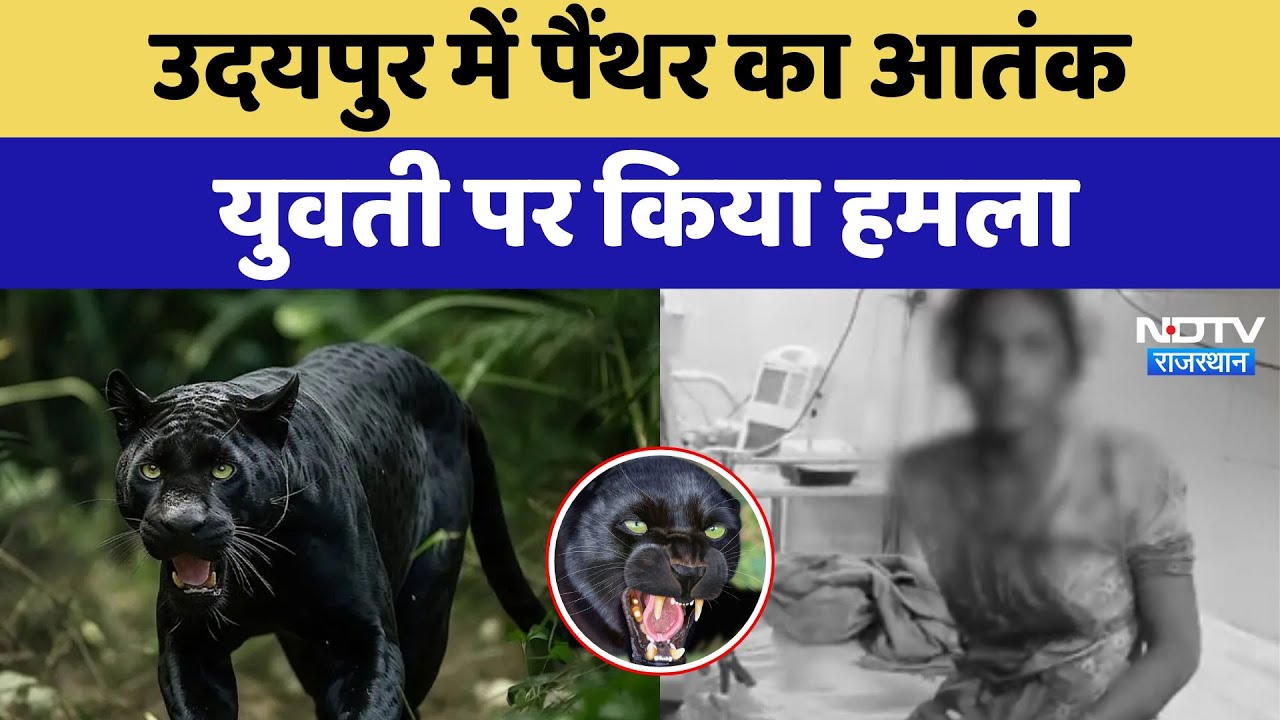Udaipur में Panther ने युवती पर किया हमला, ग्रामीणों में दहशत