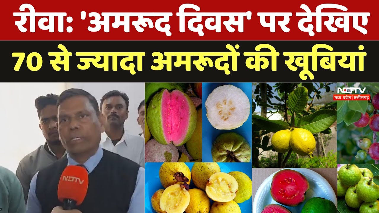 Riwa News: ''अमरूद दिवस'' पर देखिए 70 से ज्यादा अमरूदों की खूबियां