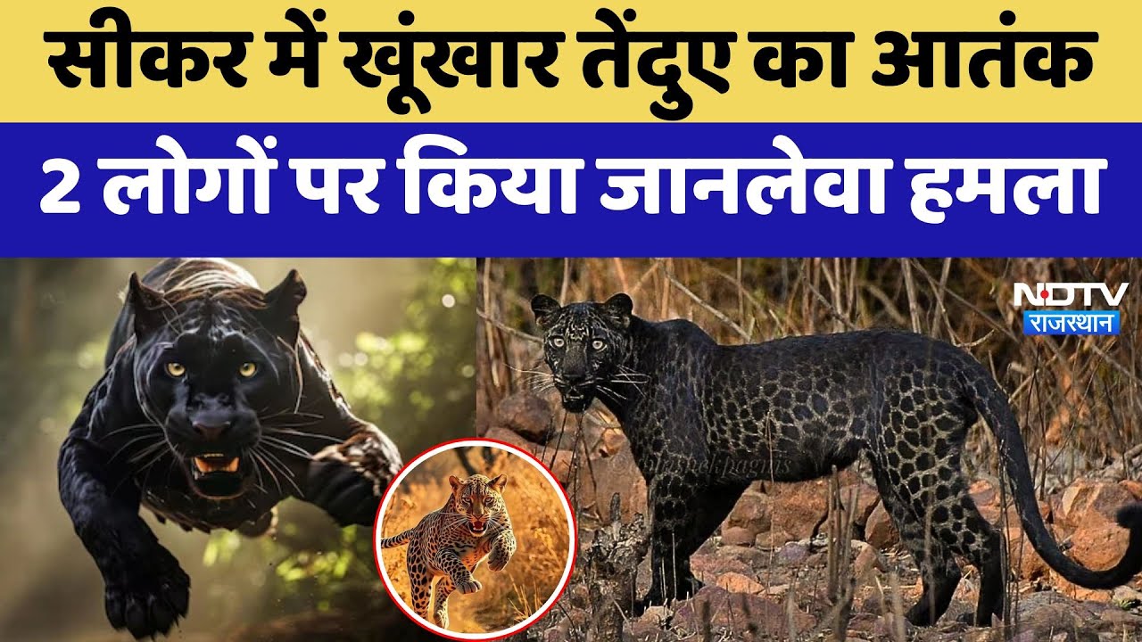 Sikar Leopard Attack: सीकर में खूंखार तेंदुए का आतंक, 2 लोगों पर किया जानलेवा हमला